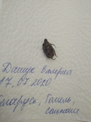 Cetonia aurata