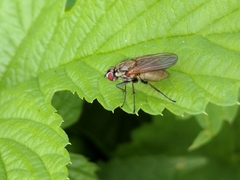 Hydrophoria lancifer