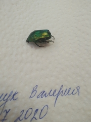 Cetonia aurata