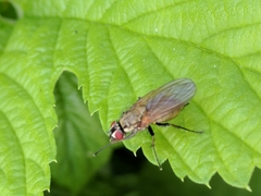 Hydrophoria lancifer