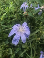 Cichorium intybus