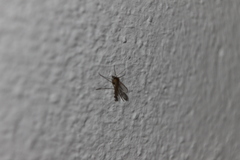 Phlebotominae