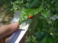 Harmonia axyridis