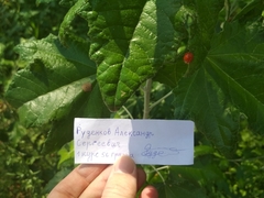 Harmonia axyridis