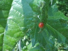 Harmonia axyridis
