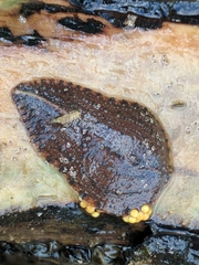Placobdella costata