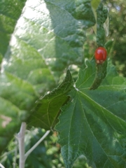 Harmonia axyridis