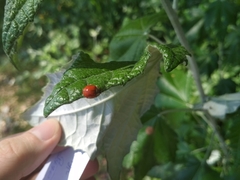 Harmonia axyridis