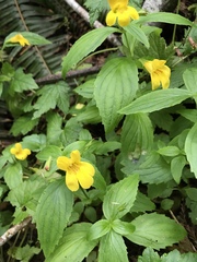Erythranthe dentata