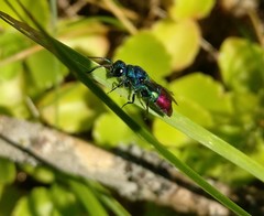 Chrysis fulgida