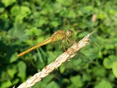 Crocothemis servilia