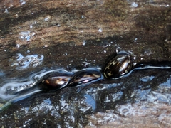 Platambus maculatus