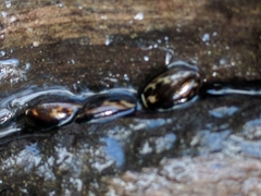Platambus maculatus
