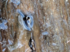 Platambus maculatus