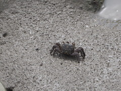 Parasesarma