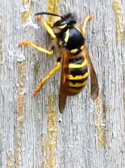 Dolichovespula saxonica