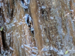 Platambus maculatus