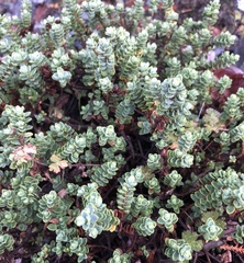 Veronica buchananii