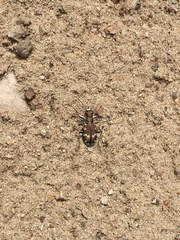 Cicindela hybrida hybrida