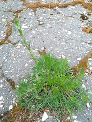 Artemisia campestris