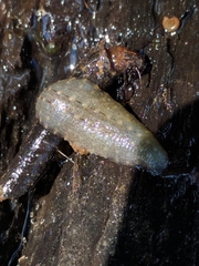 Glossiphoniidae