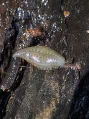 Glossiphoniidae