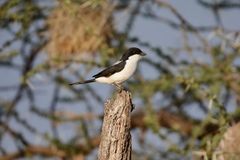 Lanius dorsalis