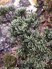 Veronica cupressoides