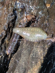 Glossiphoniidae