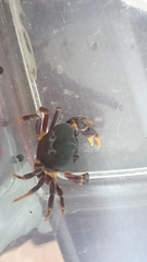 Geothelphusa miyazakii