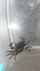Geothelphusa miyazakii