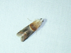 Acrobasis demotella