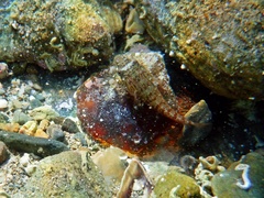 Lepadogaster candolii