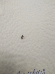 Salticus scenicus
