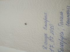Salticus scenicus
