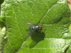 Calyptratae