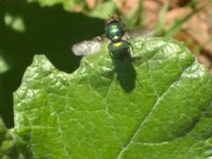 Calyptratae