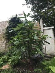 Impatiens glandulifera