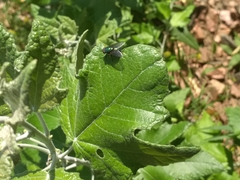 Calyptratae