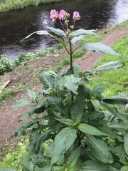 Impatiens glandulifera
