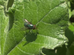 Calyptratae
