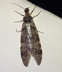 Dysmicohermes disjunctus