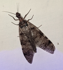 Dysmicohermes disjunctus