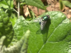 Calyptratae