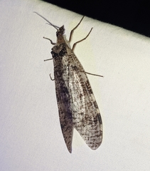 Dysmicohermes disjunctus