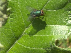 Calyptratae