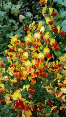 Cytisus scoparius andreanus