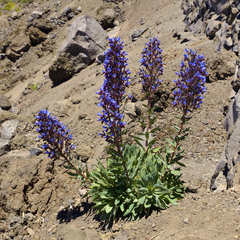 Echium thyrsiflorum