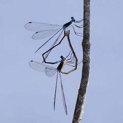 Lestes vigilax