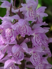 Dactylorhiza majalis baltica